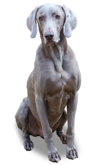 Schultz Weimaraner Dog